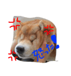 しば犬ランくん（個別スタンプ：7）