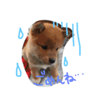 しば犬ランくん（個別スタンプ：8）