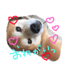 しば犬ランくん（個別スタンプ：10）