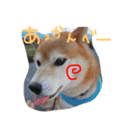 しば犬ランくん（個別スタンプ：11）