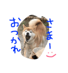 しば犬ランくん（個別スタンプ：12）