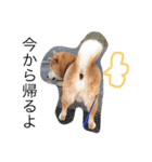 しば犬ランくん（個別スタンプ：13）