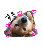 しば犬ランくん（個別スタンプ：14）