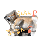 しば犬ランくん（個別スタンプ：15）