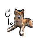 しば犬ランくん（個別スタンプ：17）