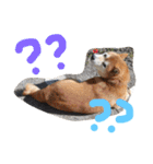 しば犬ランくん（個別スタンプ：18）