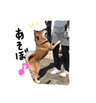 しば犬ランくん（個別スタンプ：19）