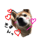 しば犬ランくん（個別スタンプ：20）