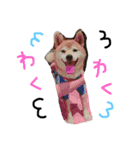 しば犬ランくん（個別スタンプ：21）