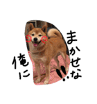 しば犬ランくん（個別スタンプ：22）