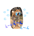 しば犬ランくん（個別スタンプ：24）