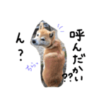 しば犬ランくん（個別スタンプ：25）