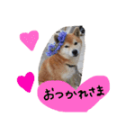 しば犬ランくん（個別スタンプ：29）