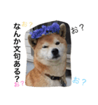 しば犬ランくん（個別スタンプ：30）