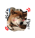 しば犬ランくん（個別スタンプ：32）