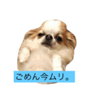 ちわわすたんぷ2（個別スタンプ：2）