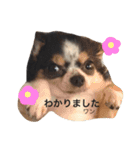ちわわすたんぷ2（個別スタンプ：9）