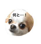 ちわわすたんぷ2（個別スタンプ：11）
