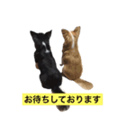 ちわわすたんぷ2（個別スタンプ：12）