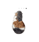 モルモットと一緒に ver.2（個別スタンプ：11）