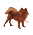 Simba(Pomeranian)（個別スタンプ：1）