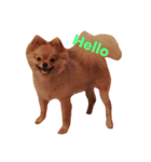 Simba(Pomeranian)（個別スタンプ：2）