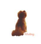 Simba(Pomeranian)（個別スタンプ：3）