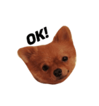 Simba(Pomeranian)（個別スタンプ：4）