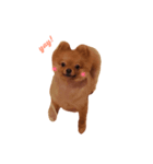 Simba(Pomeranian)（個別スタンプ：5）