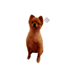 Simba(Pomeranian)（個別スタンプ：6）