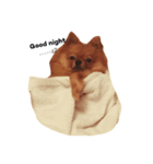 Simba(Pomeranian)（個別スタンプ：7）