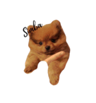 Simba(Pomeranian)（個別スタンプ：8）