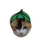 cute..cat（個別スタンプ：1）