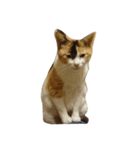 cute..cat（個別スタンプ：3）