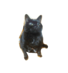 cute..cat（個別スタンプ：6）