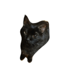 cute..cat（個別スタンプ：7）