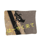 ぺぺらっちょとクロの日常編（個別スタンプ：4）