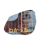 ぺぺらっちょとクロの日常編（個別スタンプ：11）