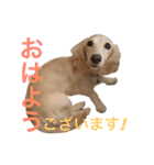 うちのポッケさん#2（個別スタンプ：3）