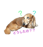 ✩斉藤家のわんこたち✩（個別スタンプ：3）