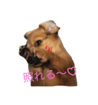 ✩斉藤家のわんこたち✩（個別スタンプ：4）
