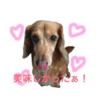 ✩斉藤家のわんこたち✩（個別スタンプ：9）