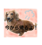 ✩斉藤家のわんこたち✩（個別スタンプ：10）