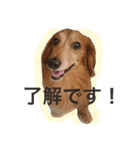 ✩斉藤家のわんこたち✩（個別スタンプ：14）
