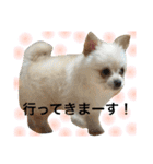 ✩斉藤家のわんこたち✩（個別スタンプ：15）