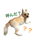 ✩斉藤家のわんこたち✩（個別スタンプ：17）