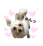 ✩斉藤家のわんこたち✩（個別スタンプ：18）
