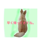 ✩斉藤家のわんこたち✩（個別スタンプ：19）