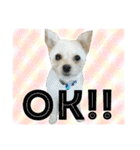 ✩斉藤家のわんこたち✩（個別スタンプ：21）