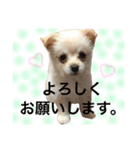 ✩斉藤家のわんこたち✩（個別スタンプ：23）